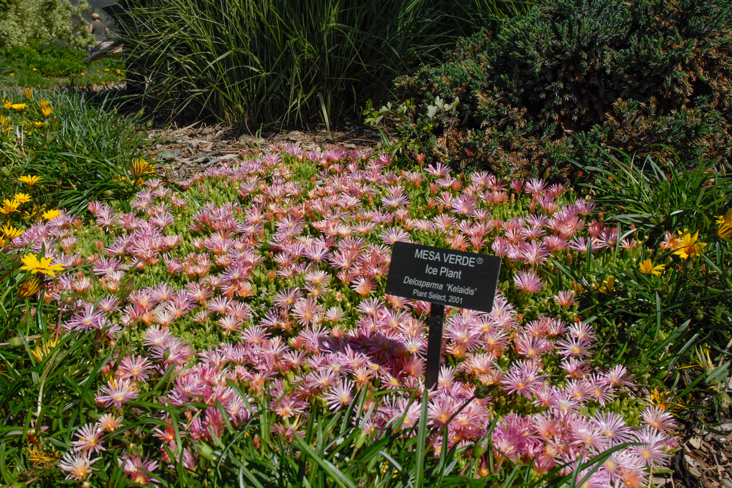 Mesa Verde Iceplant